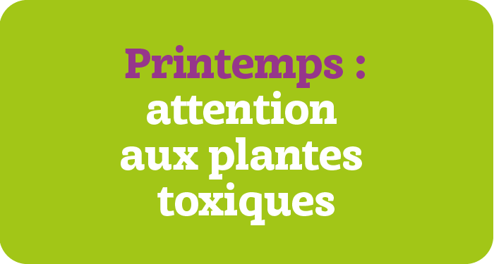 Muguet et plantes toxiques au printemps : attention au risque d’ingestion !
