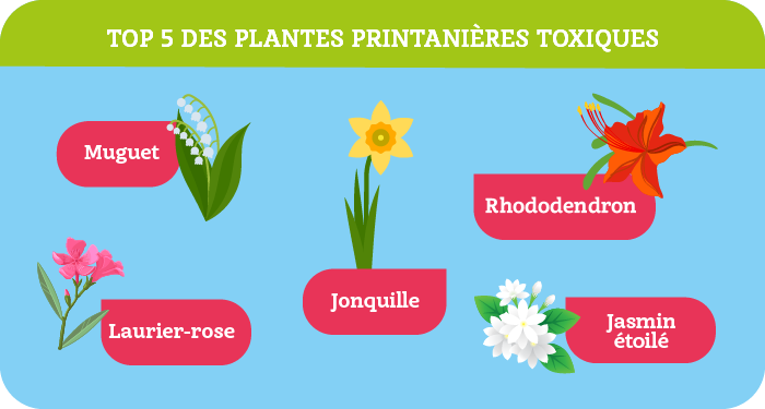 Muguet et plantes toxiques au printemps : attention au risque d’ingestion !