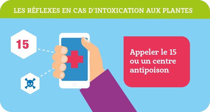 Muguet et plantes toxiques au printemps : attention au risque d’ingestion !