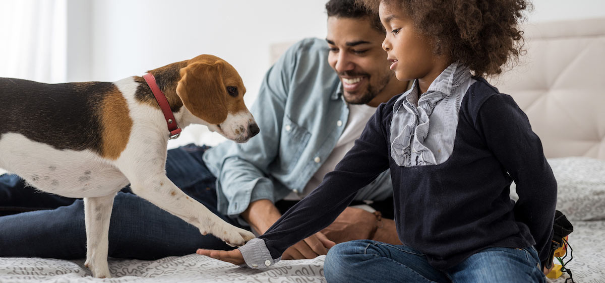 Animaux domestiques : 5 conseils pour assurer leur sécurité à la maison