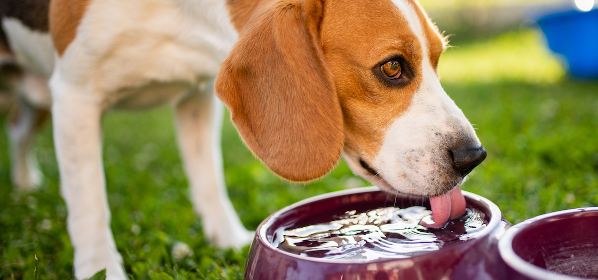 Canicule : les précautions à prendre avec vos animaux de compagnie