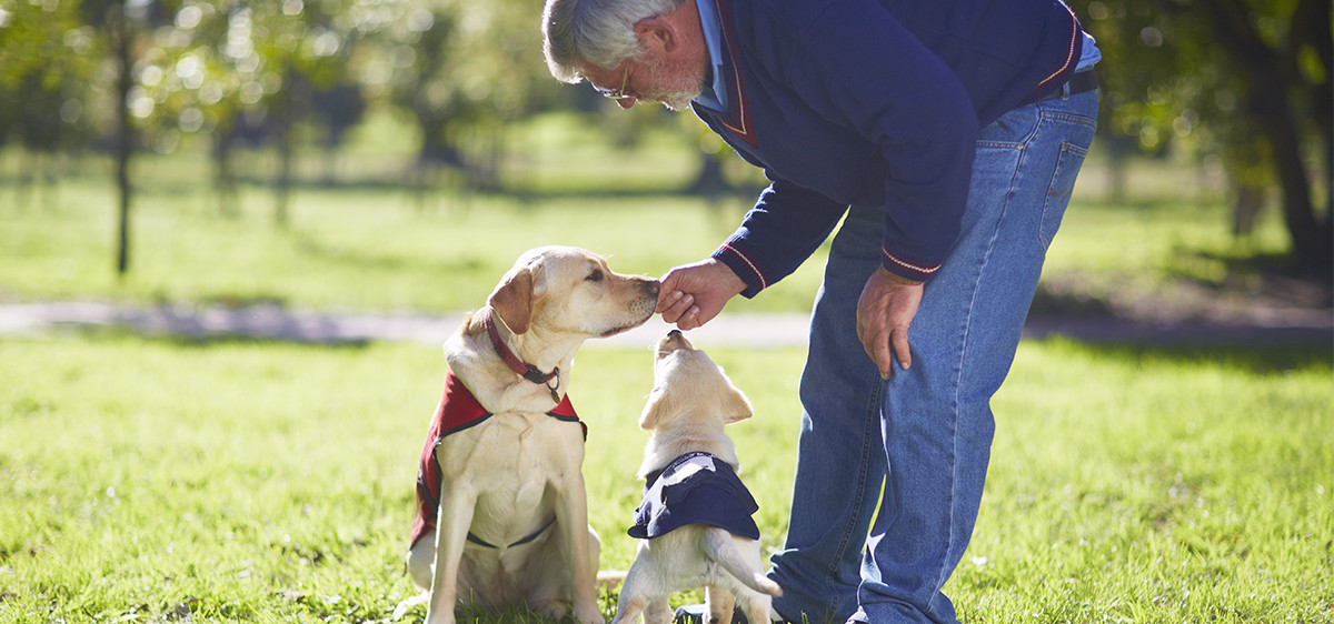 Futur chien guide d’aveugle recherche famille d’accueil