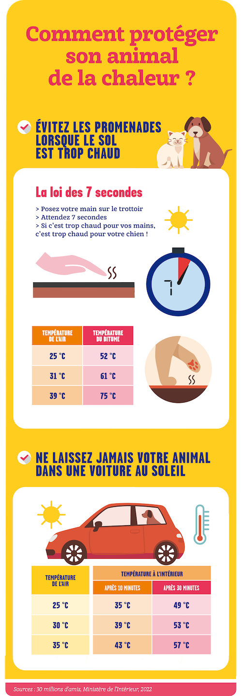 Canicule : les précautions à prendre avec vos animaux de compagnie