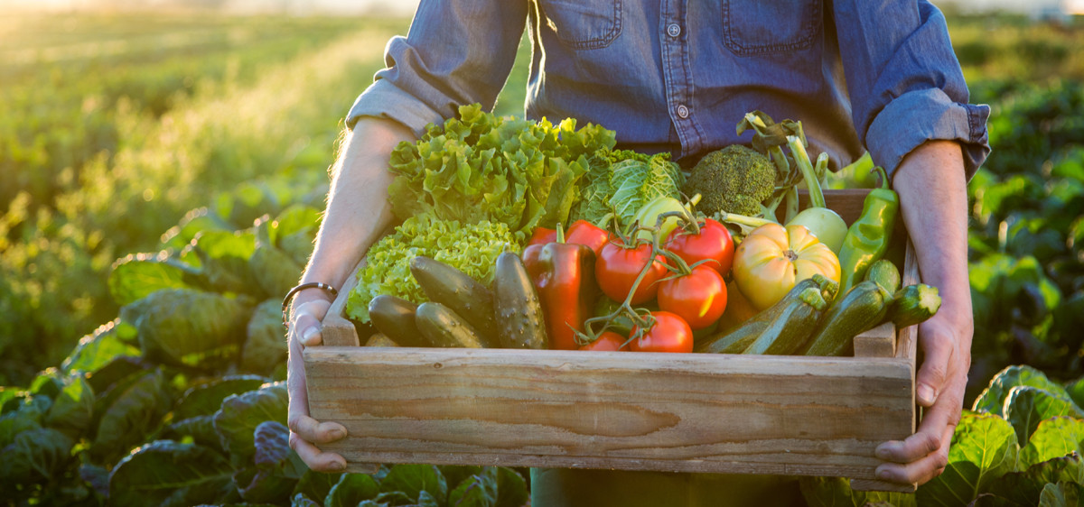 « Nos usagers peuvent venir cueillir eux-mêmes leurs fruits et légumes près de chez eux. »