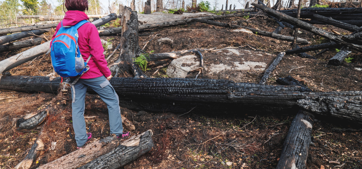 La forêt sous surveillance de l’intelligence artificielle