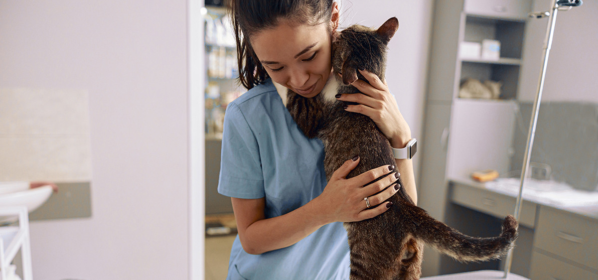 Comment savoir si mon chat a mal ?