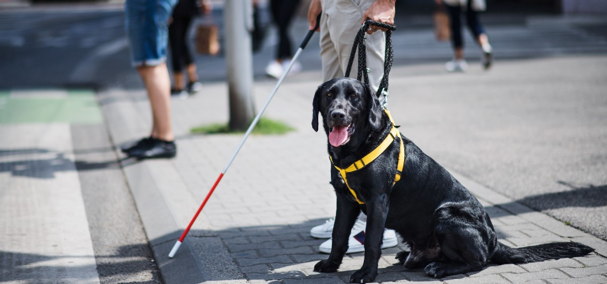 Chiens d’assistance : des aides essentielles souvent difficiles d’accès