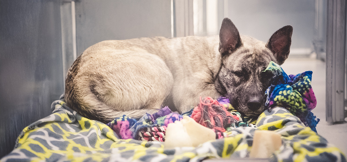 Quelles solutions de garde pour ses animaux de compagnie ?