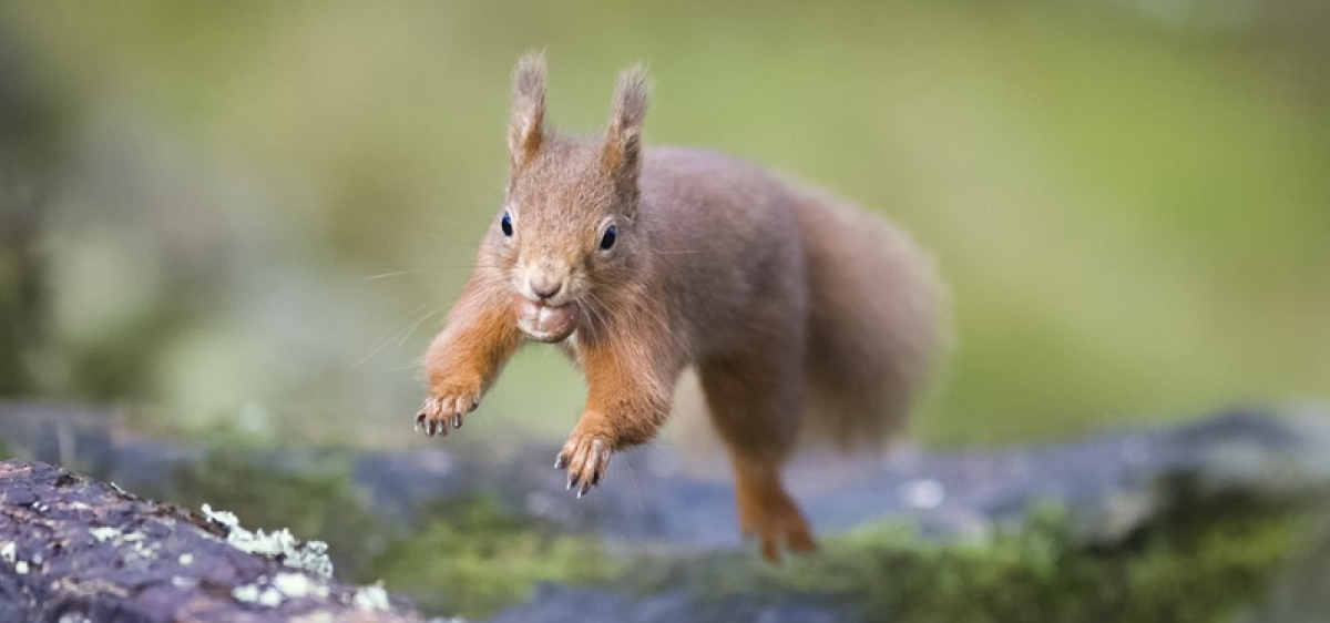 Quiz : Quelles menaces sur la biodiversité et comment la protéger ?