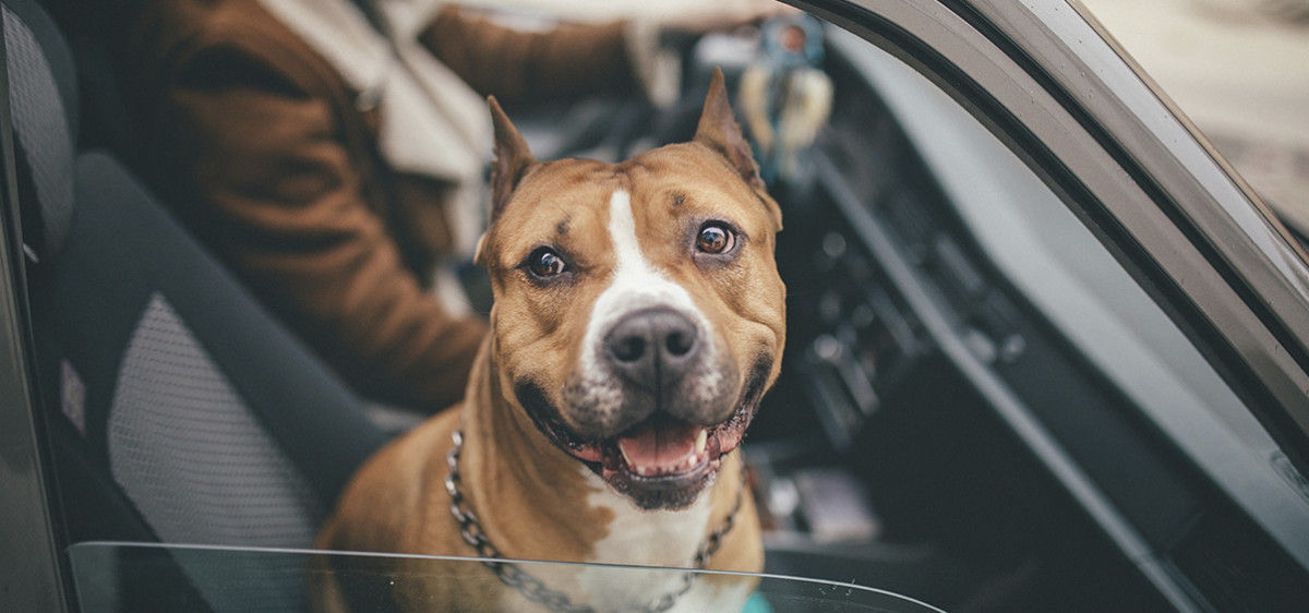 Chien dit dangereux : que dit la loi ?