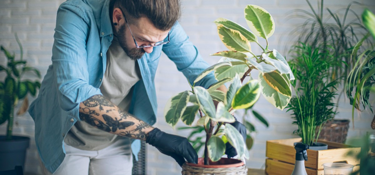 Quelle plante dans quelle pièce chez soi ?
