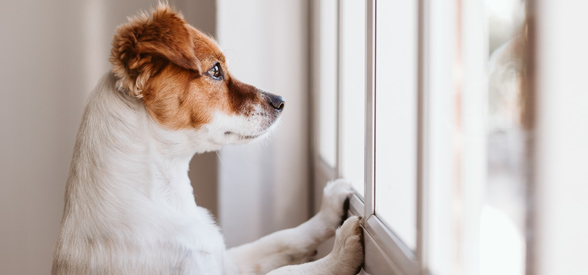 Séparation de couple : Comment assurer le bien-être de son animal ?