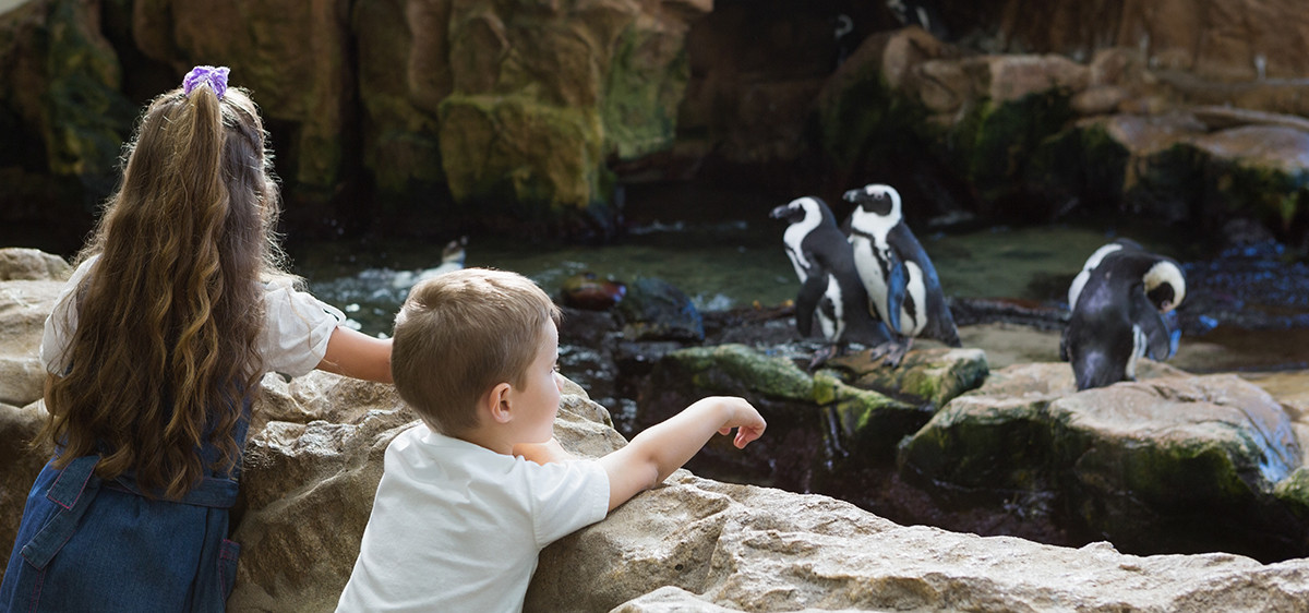 Zoo et aquarium, les visiter ou pas : un choix difficile pour les parents
